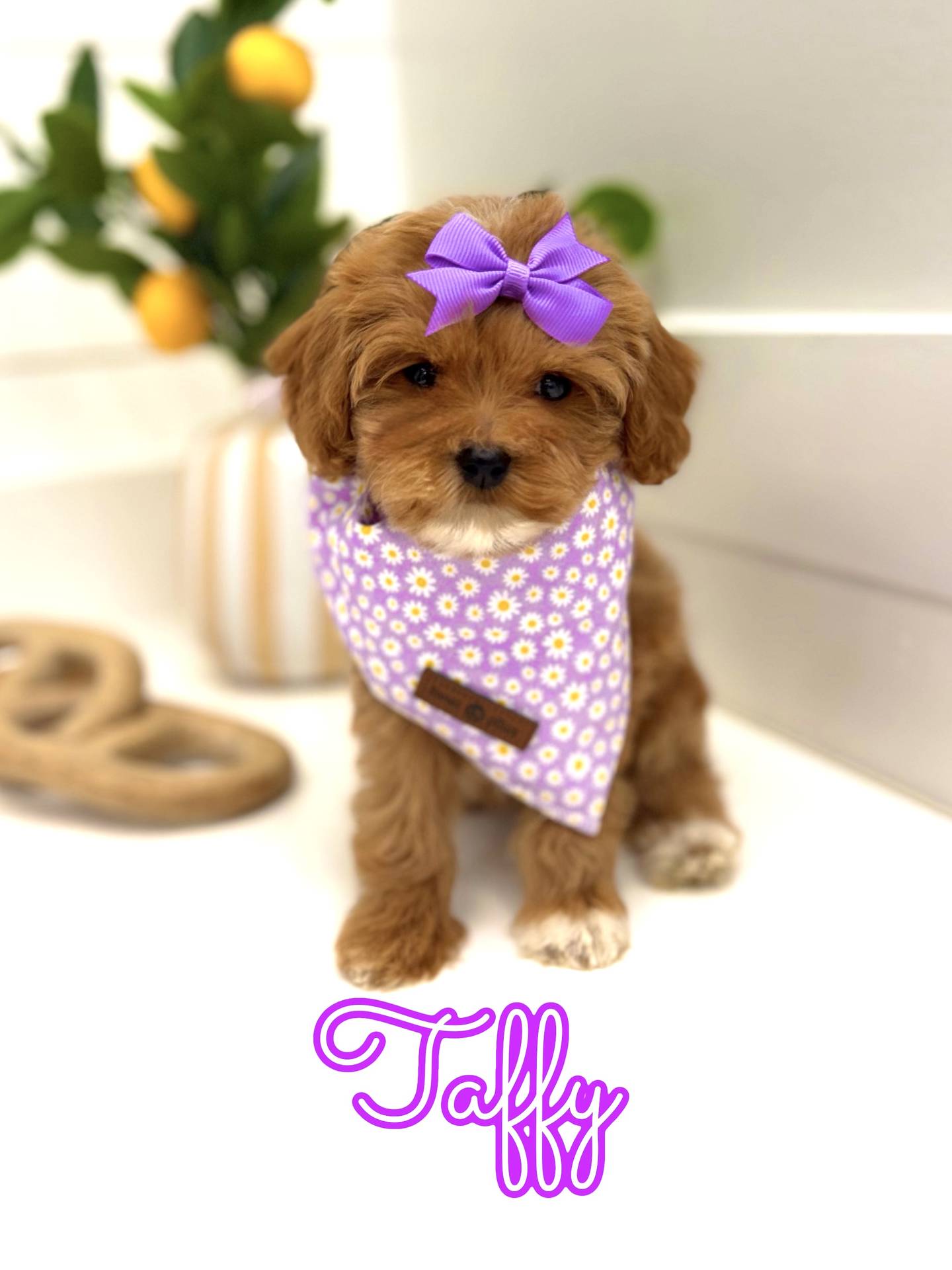 Taffy - FB Cavapoo Puppy - BPPP Litter --
