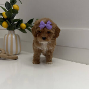 Taffy - FB Cavapoo Puppy - BPPP Litter --_-