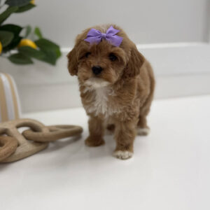 Taffy - FB Cavapoo Puppy - BPPP Litter --_-