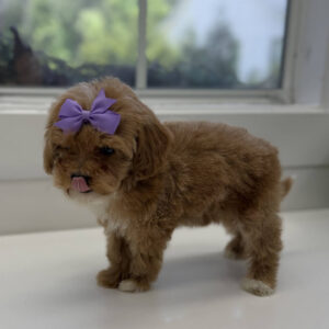 Taffy - FB Cavapoo Puppy - BPPP Litter --_-