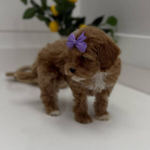 Taffy - FB Cavapoo Puppy - BPPP Litter --_-
