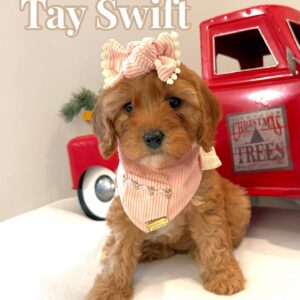 Tay Swift - Female FB Cavapoo - BPPP