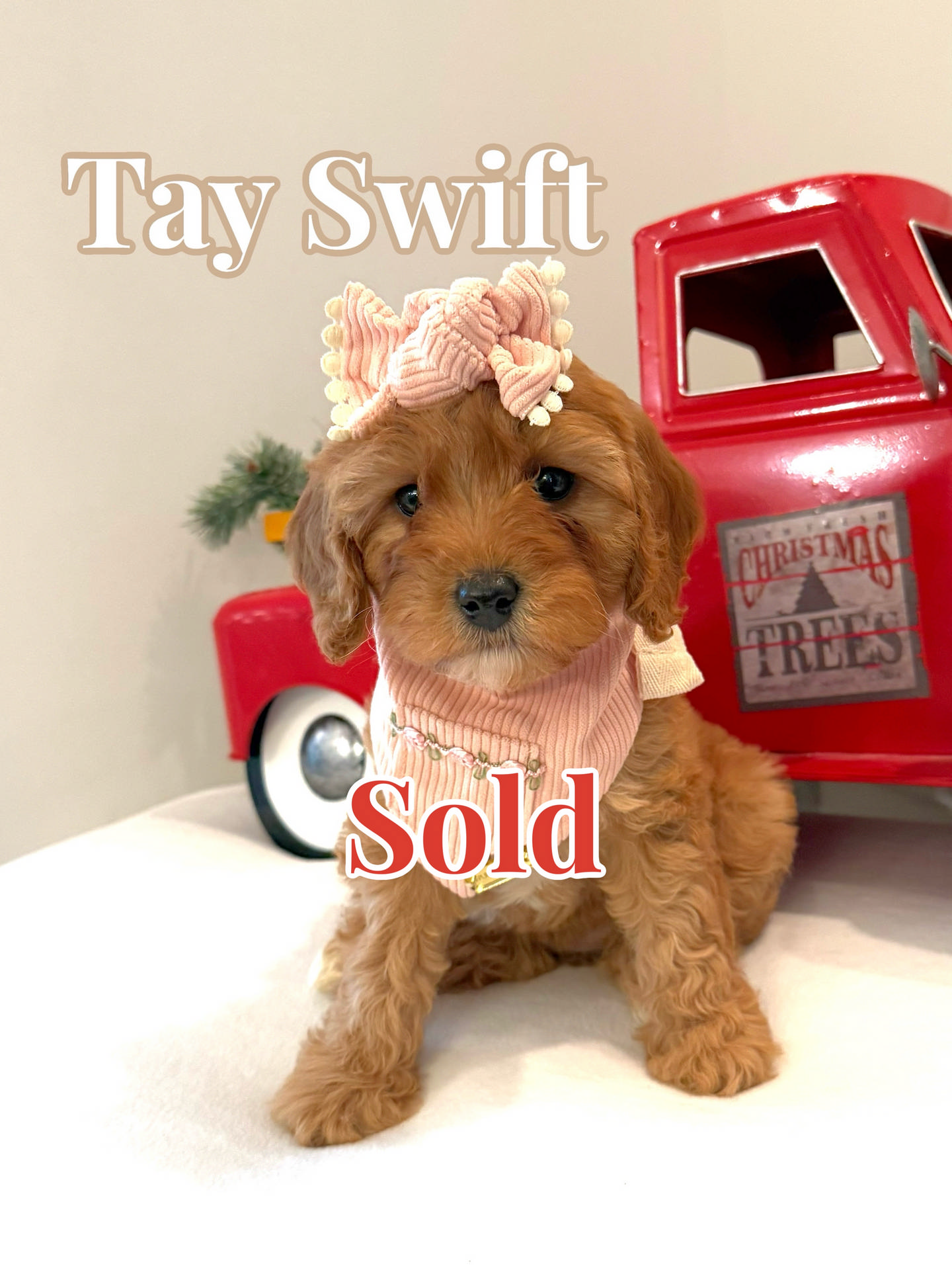 Tay Swift - Female FB Cavapoo - BPPP - Forever Home in Buford GA