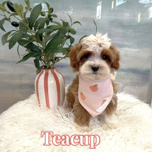 Teacup - FB Cavapoo Puppy - BPPP Litter --_
