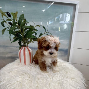 Teacup - FB Cavapoo Puppy - BPPP Litter --_