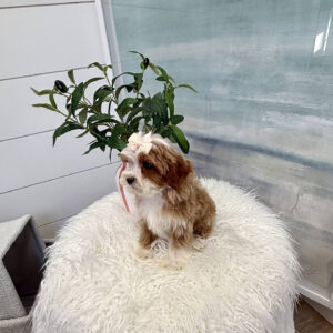 Teacup - FB Cavapoo Puppy - BPPP Litter --_