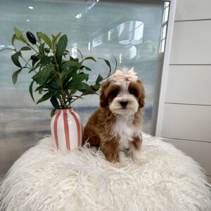 Teacup - FB Cavapoo Puppy - BPPP Litter --_