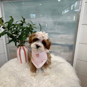 Teacup - FB Cavapoo Puppy - BPPP Litter --_