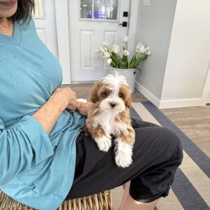Teacup - FB Cavapoo Puppy - BPPP Litter --_