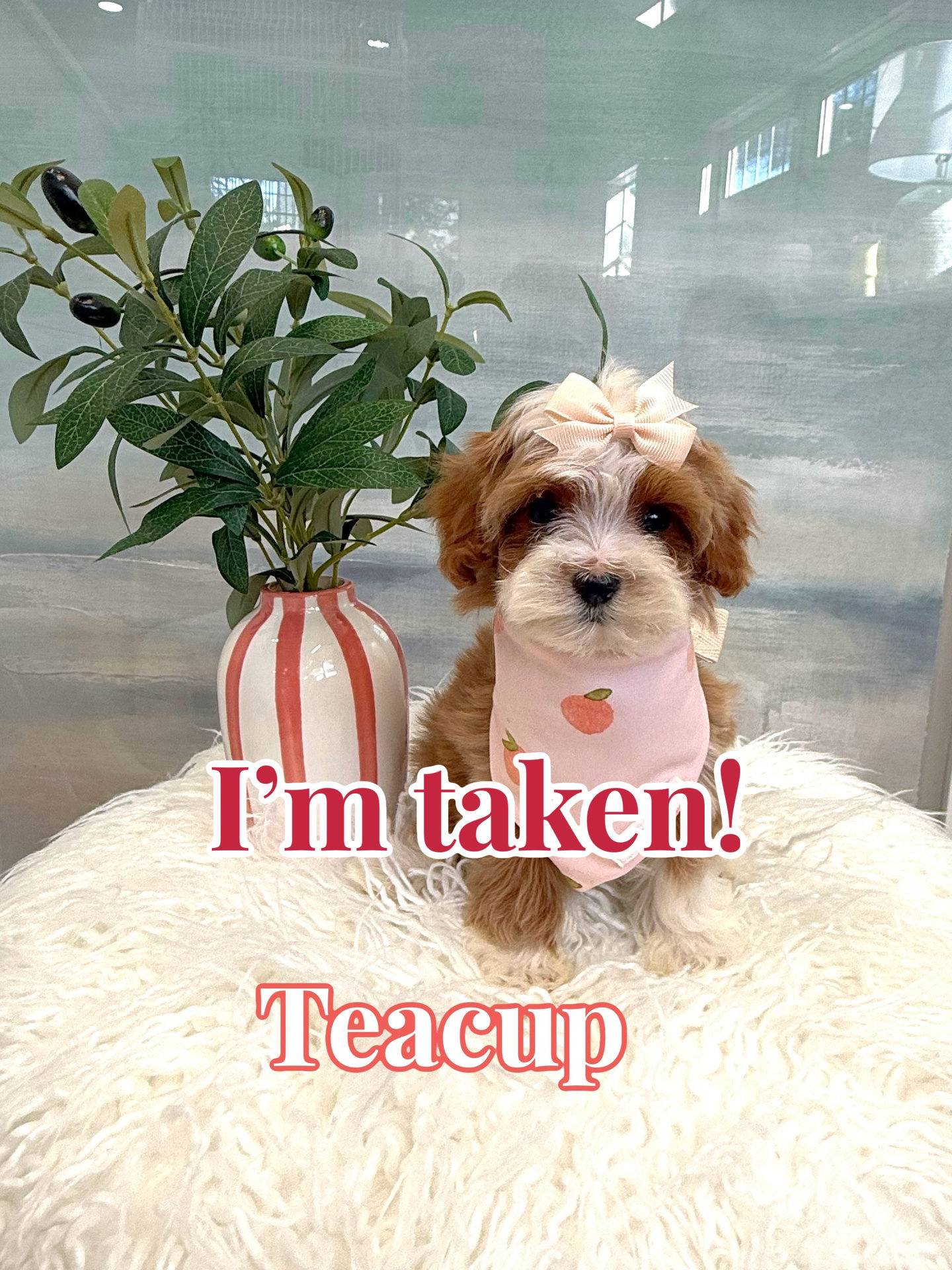 Teacup - FB Cavapoo Puppy - BPPP Litter --_Forever Home in Renton- WA
