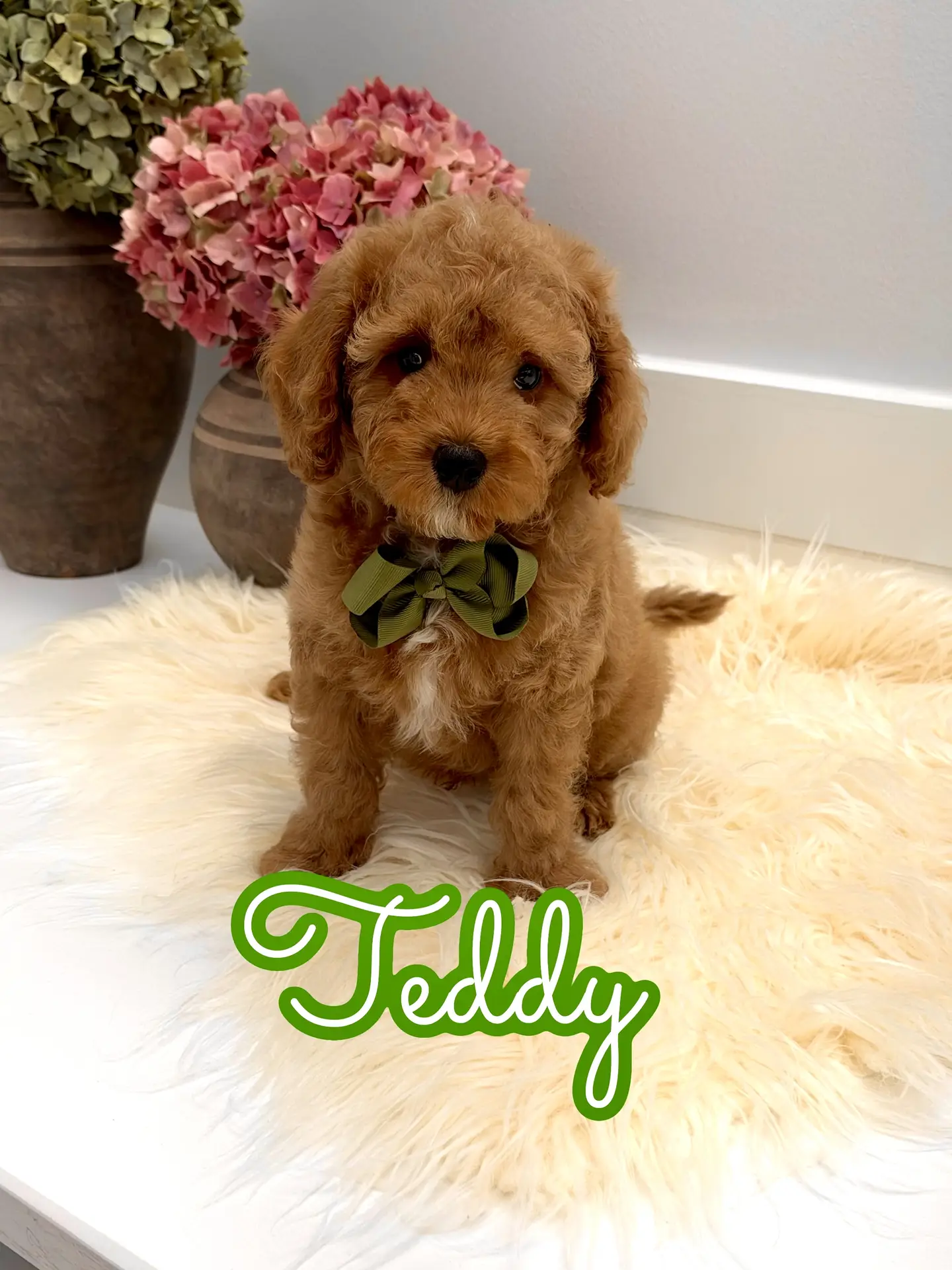 Teddy - FB Cavapoo Puppy - Litter --_