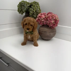 Teddy - FB Cavapoo Puppy - Litter --_