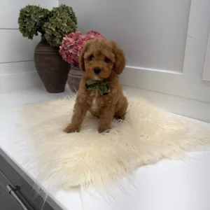 Teddy - FB Cavapoo Puppy - Litter --_