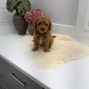 Teddy - FB Cavapoo Puppy - Litter --_
