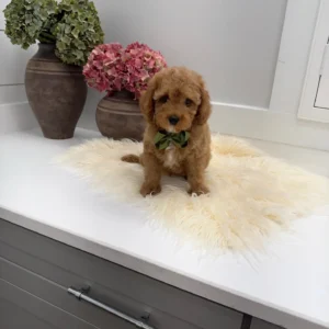 Teddy - FB Cavapoo Puppy - Litter --_