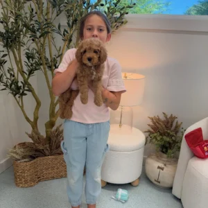 Teddy - FB Cavapoo Puppy - Litter --_