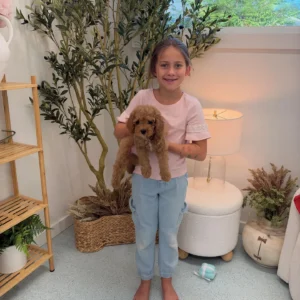 Teddy - FB Cavapoo Puppy - Litter --_