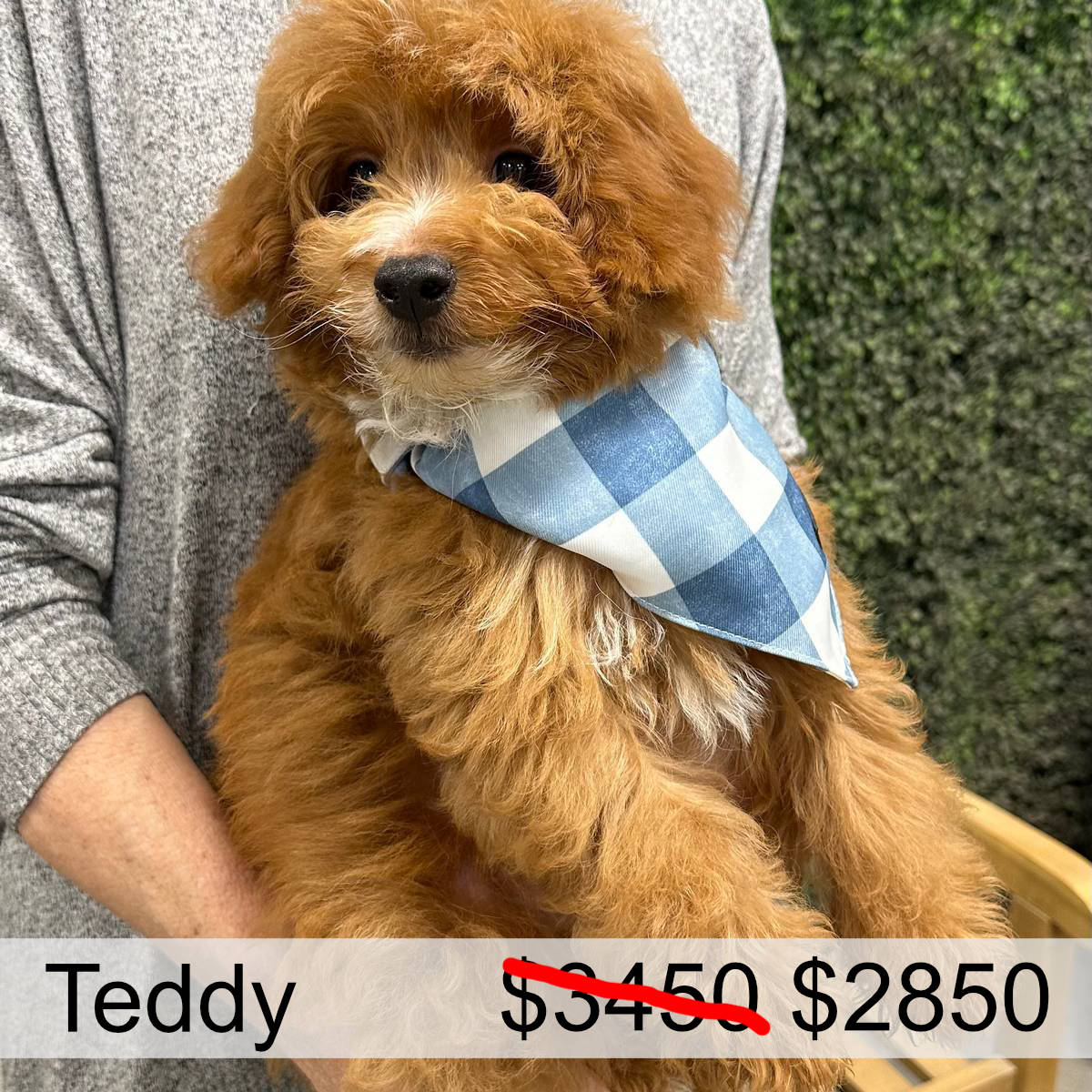 Teddy-Red_Apricot-Male-Toy-Goldendoodle-Petite-Posh-Puppies_April Markdown Promo