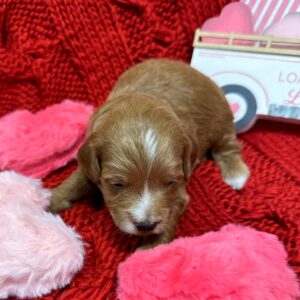 Teddy - Red_Apricot - Male - Toy Goldendoodle - Petite Posh Puppies_New Jan
