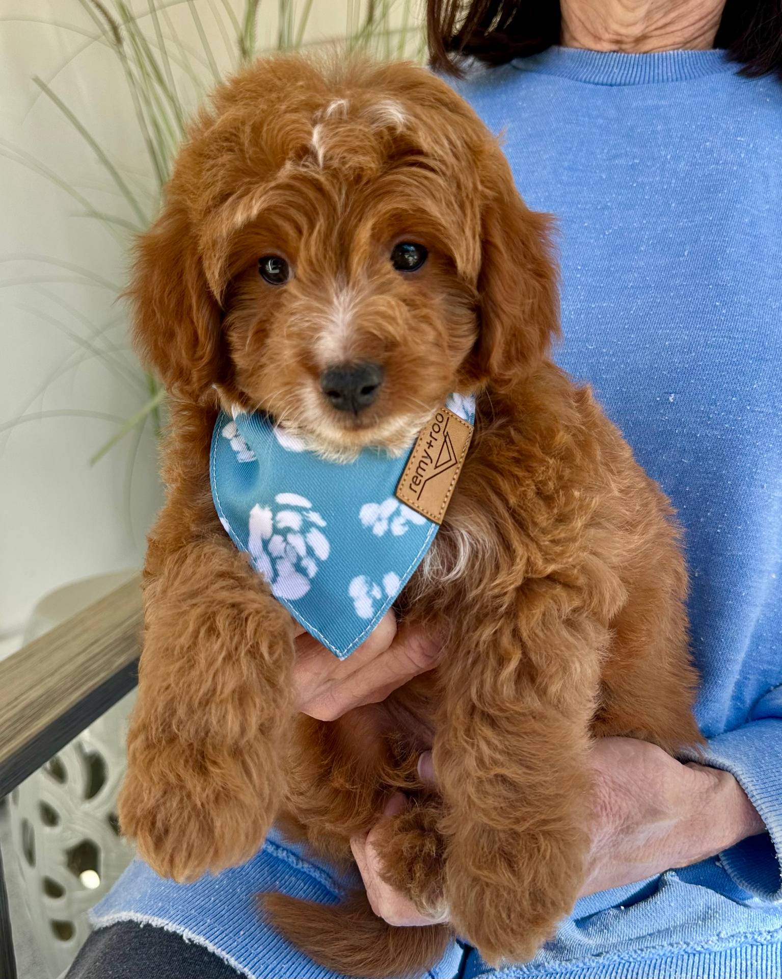 Teddy - Red_Apricot - Male - Toy Goldendoodle - Petite Posh Puppies_New Jan _