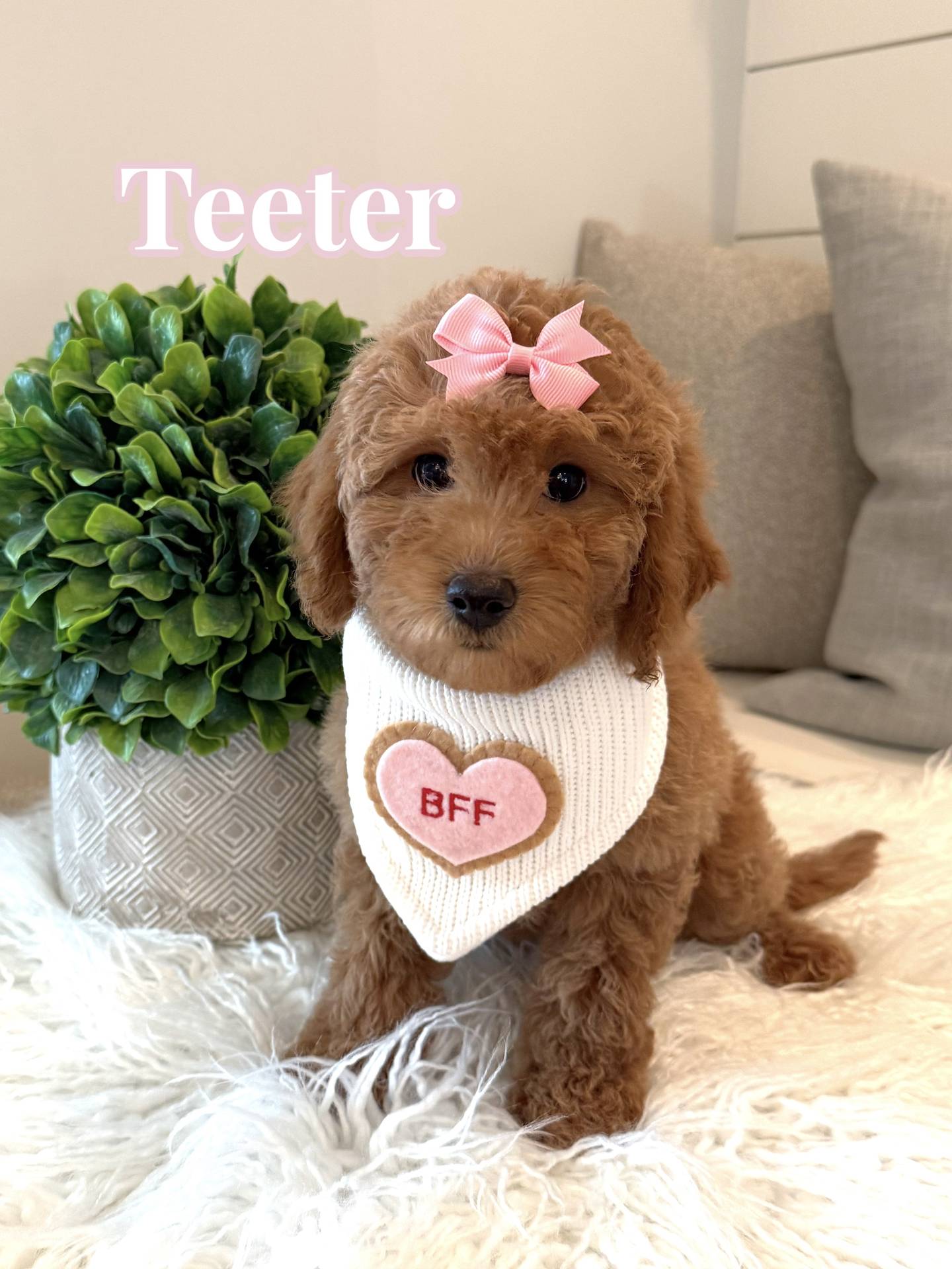 Teeter - Female CKC FB Toy Mini Goldendoodle_