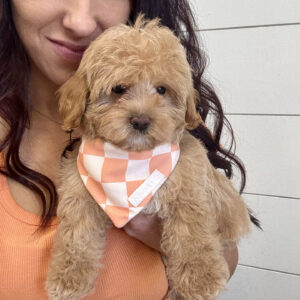 Thor - F Maltipoo Puppy - BPPP Litter --_