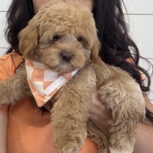 Thor - F Maltipoo Puppy - BPPP Litter --_