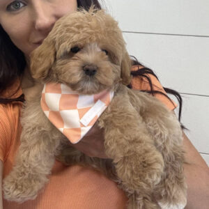 Thor - F Maltipoo Puppy - BPPP Litter --_