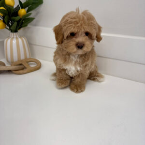 Thor - F Maltipoo Puppy - BPPP Litter --_