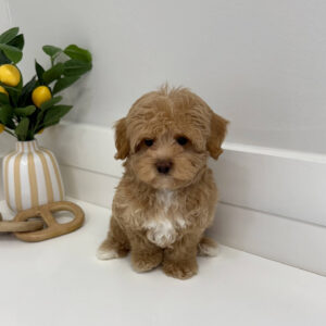 Thor - F Maltipoo Puppy - BPPP Litter --_