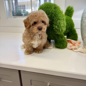 Thor - F Maltipoo Puppy - BPPP Litter --_