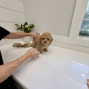 Thor - F Maltipoo Puppy - BPPP Litter --_