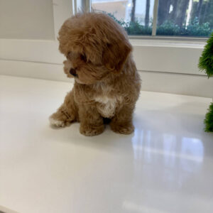 Thor - F Maltipoo Puppy - BPPP Litter --_