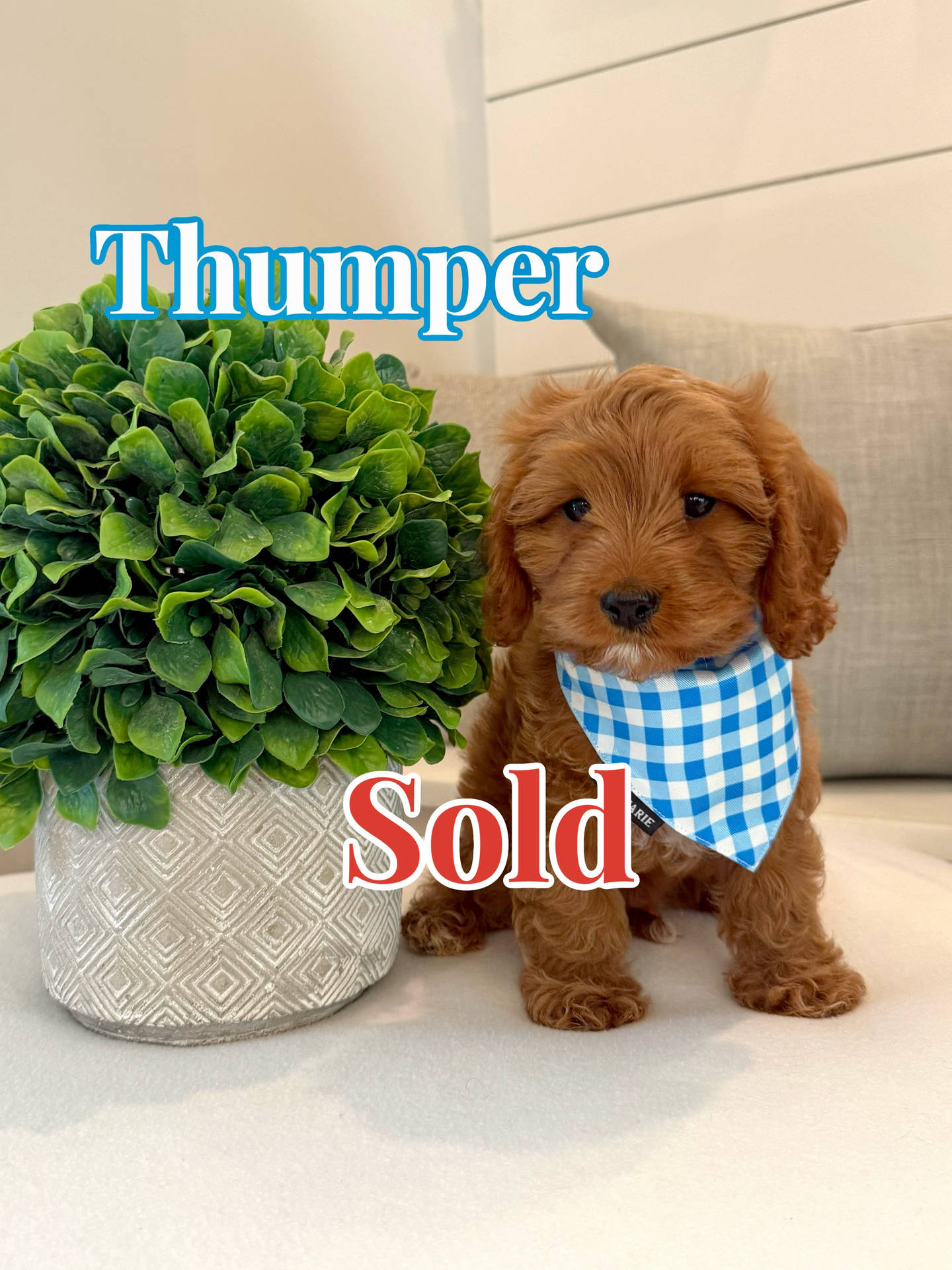 Thumper - Cavapoo Puppy - BPPP Litter --