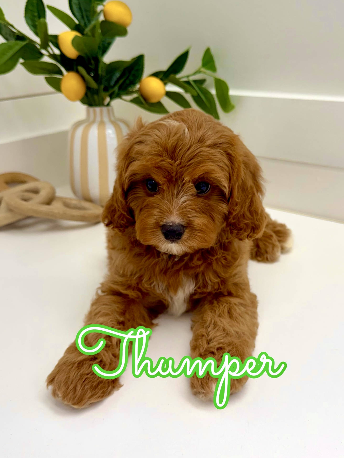Thumper - F Cavapoo Puppy - BPPP Litter --_