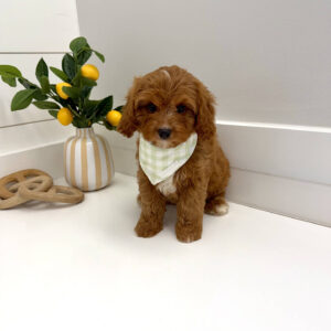Thumper - F Cavapoo Puppy - BPPP Litter --_