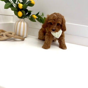 Thumper - F Cavapoo Puppy - BPPP Litter --_