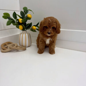 Thumper - F Cavapoo Puppy - BPPP Litter --_