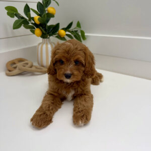 Thumper - F Cavapoo Puppy - BPPP Litter --_