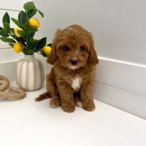 Thumper - F Cavapoo Puppy - BPPP Litter --_