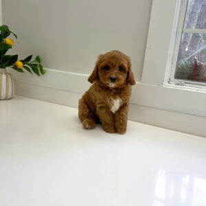 Thumper - F Cavapoo Puppy - BPPP Litter --_