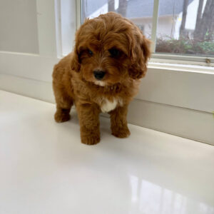 Thumper - F Cavapoo Puppy - BPPP Litter --_