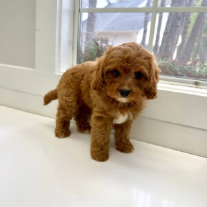Thumper - F Cavapoo Puppy - BPPP Litter --_