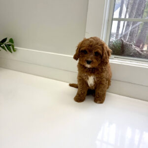 Thumper - F Cavapoo Puppy - BPPP Litter --_