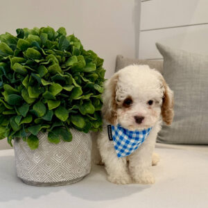 Thunder - FB Cavapoo Puppy - BPPP Litter --_