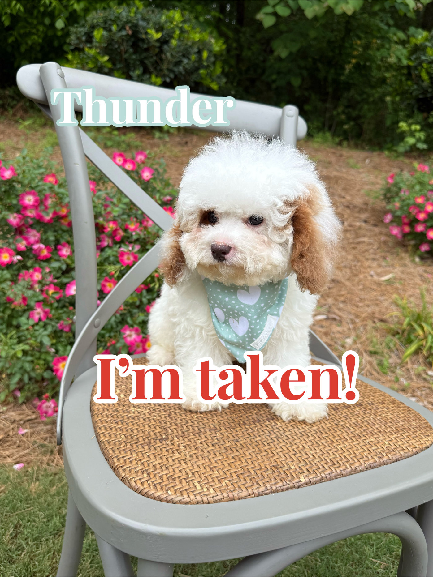 Thunder - FB Cavapoo Puppy - BPPP Litter --_Forever Home in Timonium- MD