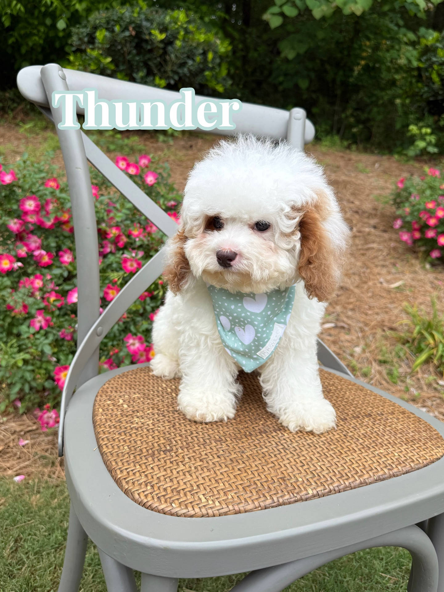 Thunder - FB Cavapoo Puppy - BPPP Litter --_v_
