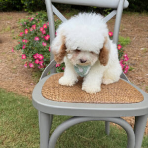 Thunder - FB Cavapoo Puppy - BPPP Litter --_v_