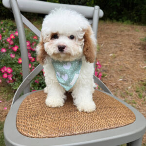 Thunder - FB Cavapoo Puppy - BPPP Litter --_v_