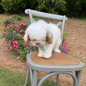 Thunder - FB Cavapoo Puppy - BPPP Litter --_v_